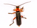 Cantharis pellucida